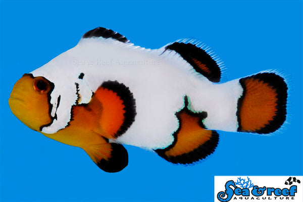 Detail photo for Ultra Black Ice Clownfish