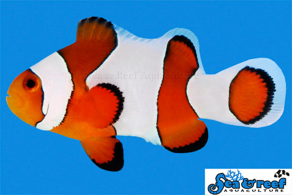 Detail photo for Wide Bar Gladiator Clownfish