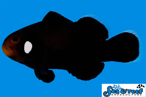 Detail photo for Domino Clownfish