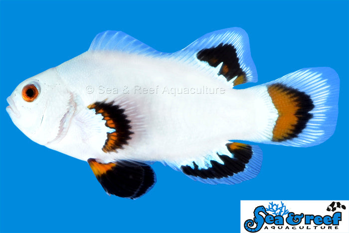 Detail photo for Ice Storm Clownfish