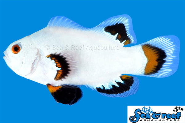 Detail photo for Ice Storm Clownfish