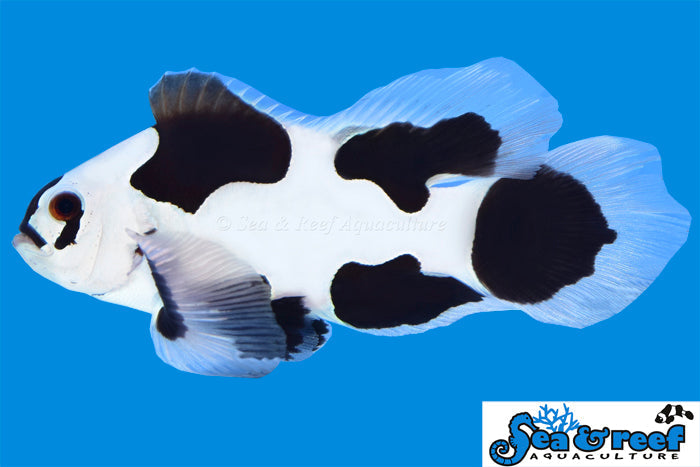 Detail photo for Longfin Black Storm Clownfish