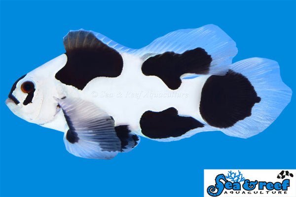 Detail photo for Longfin Black Storm Clownfish