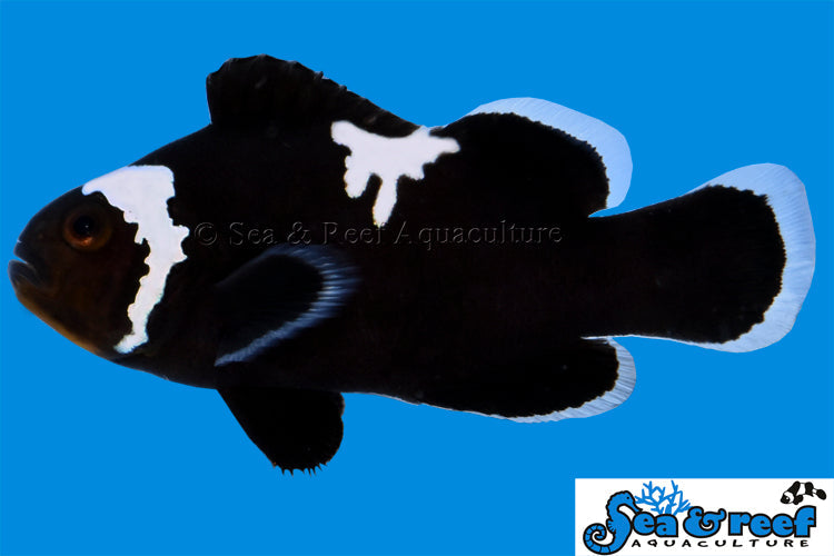 Detail photo for Midnight Lightning Clownfish