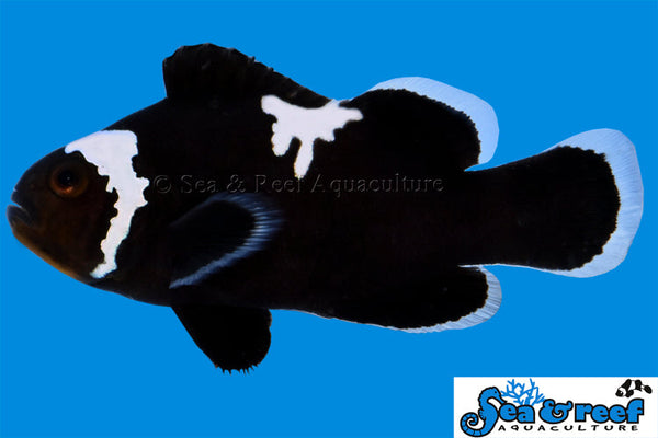 Detail photo for Midnight Lightning Clownfish