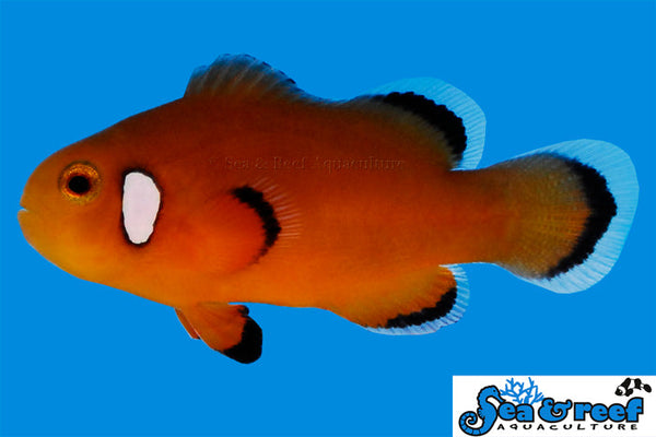 Detail photo for Nearly Naked Clownfish