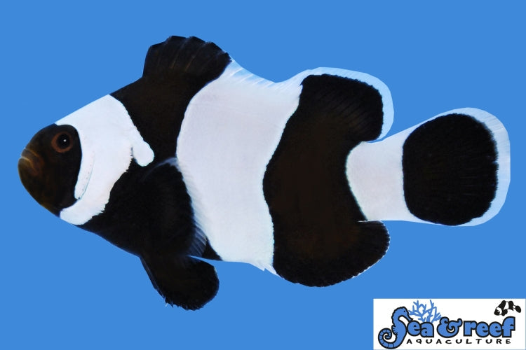 Detail photo for Wide Bar Black Gladiator Clownfish