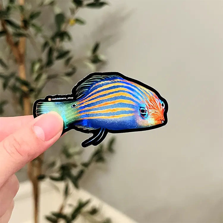 Six Line Wrasse Holographic
