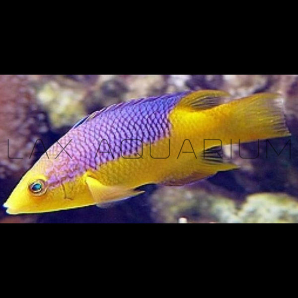 Spanish Hogfish