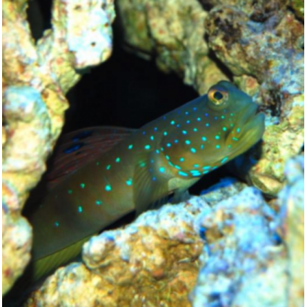 Blue Watchman Goby
