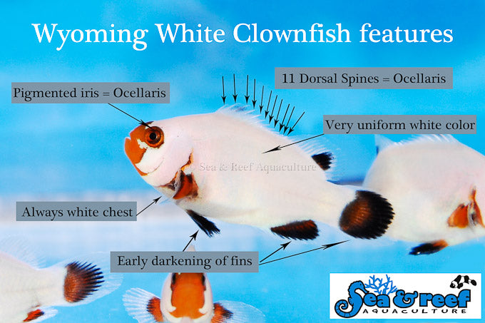 Detail photo for Wyoming White Clownfish