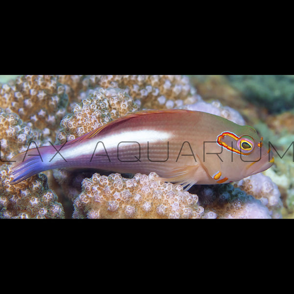 Arc Eye Hawkfish