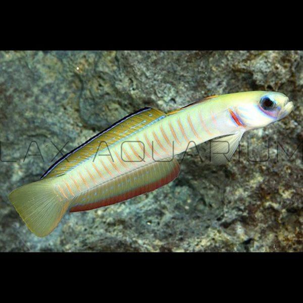 Bar Goby