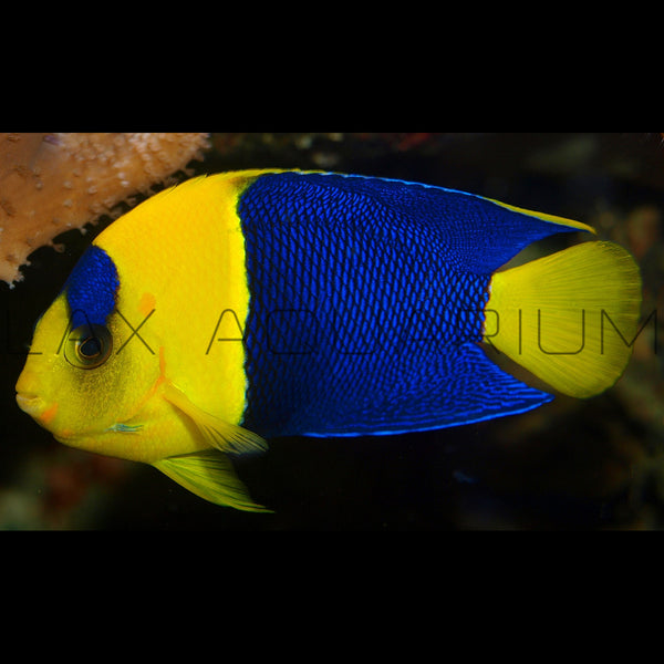 Bicolor Angel Angelfish