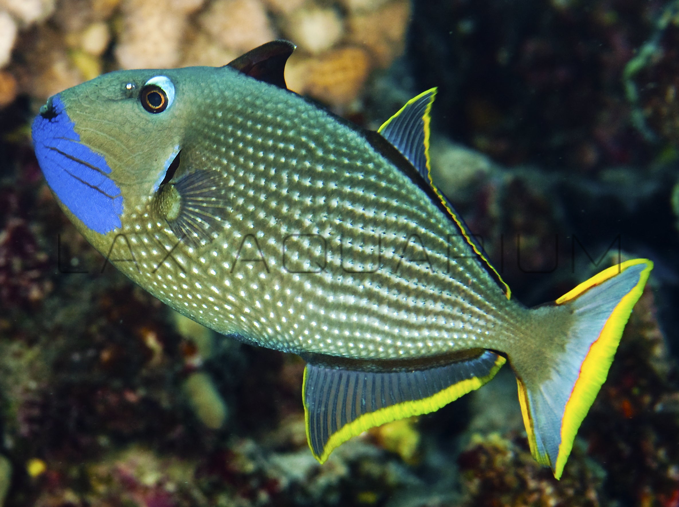 Detail photo for Blue Jaw Triggerfish