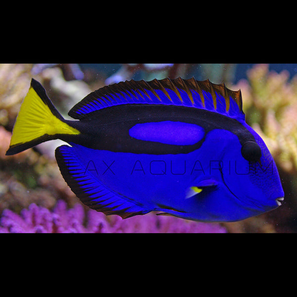 Blue Tang