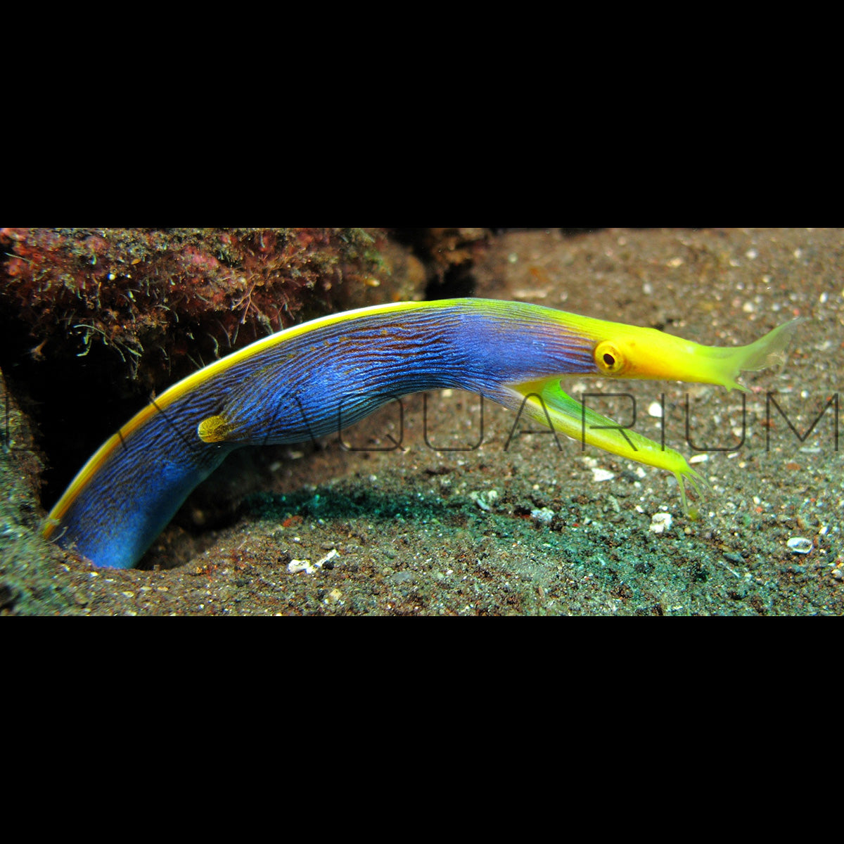 Blue Yellow Ribbon Eel