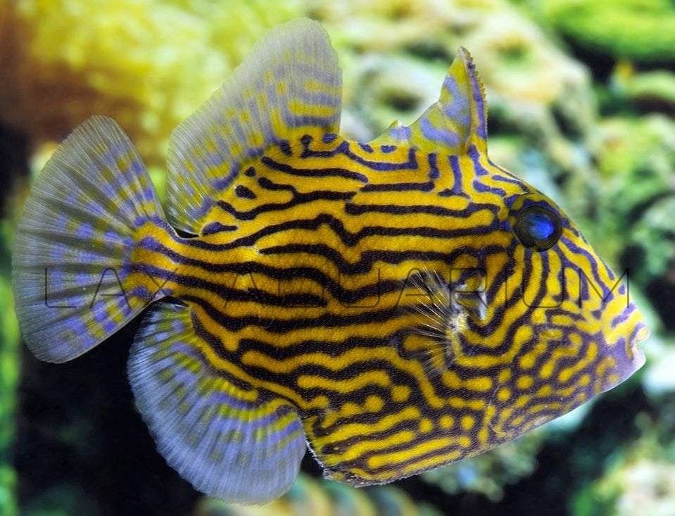 Detail photo for Blue Lined Triggerfish
