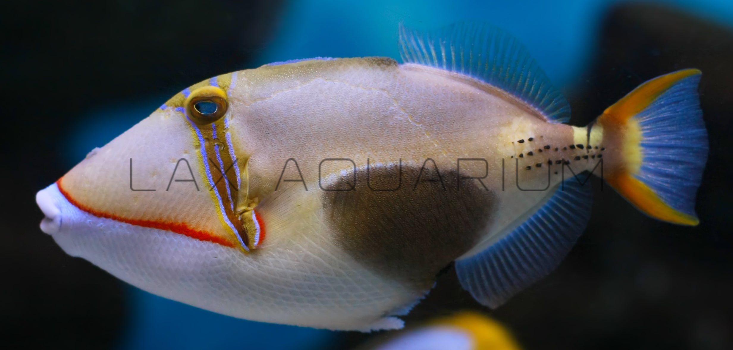 Detail photo for Bursa Triggerfish