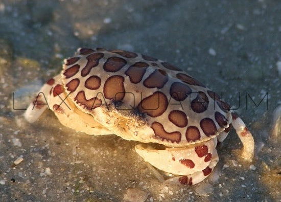 Detail photo for Calico Crab