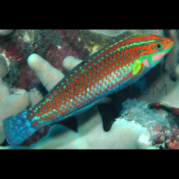 Christmas Wrasse