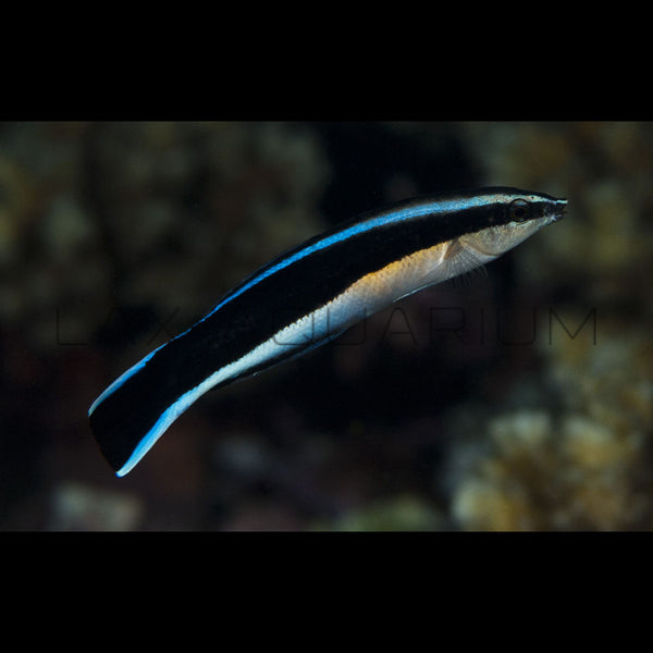 Cleaner Wrasse