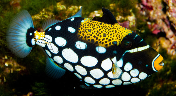 Detail photo for Clown Trigger