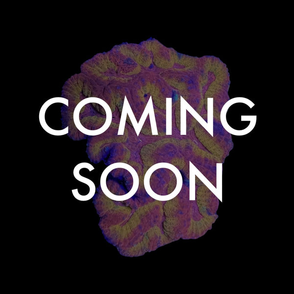 New Live Sale Listings Coming Soon!