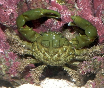 Detail photo for Emerald Crab