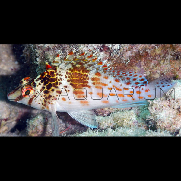 Falco Hawkfish