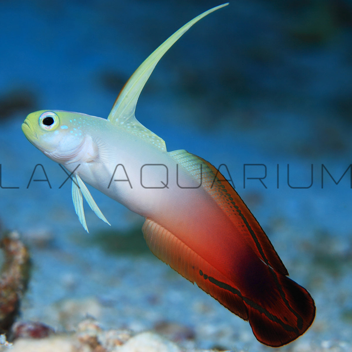 Fire Goby