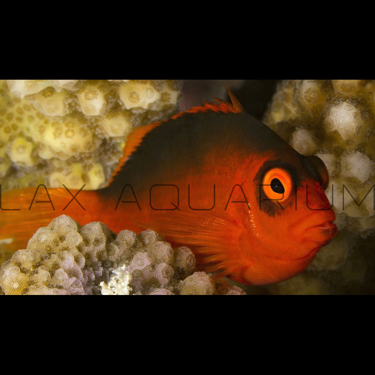 Find the best Flame Hawkfish for sale at LAX Aquarium LAXAquarium