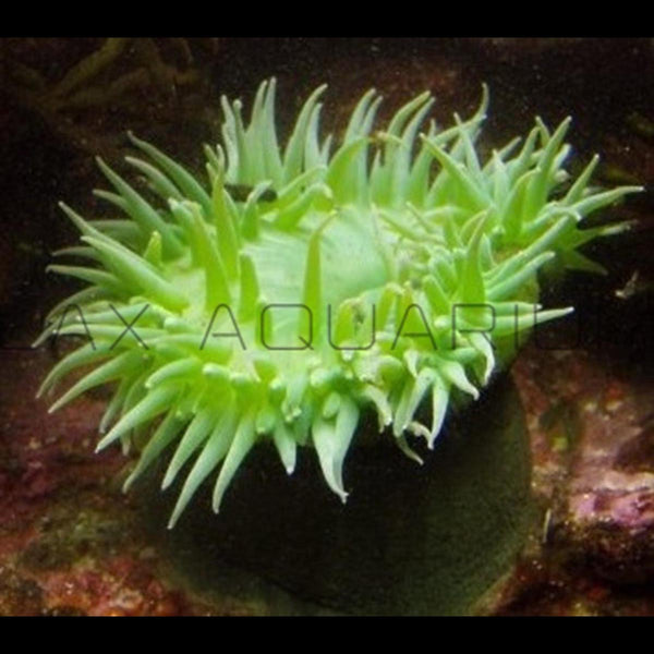 Green Anemone