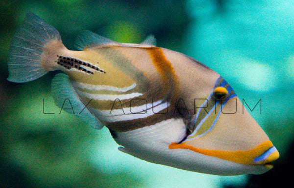 Detail photo for Huma Huma Trigger