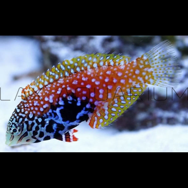 Leopard Wrasse