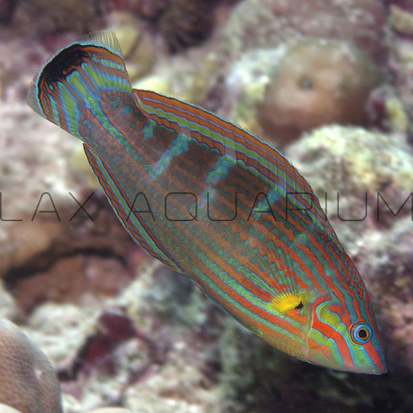Melanarus Wrasse