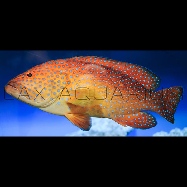 Miniatus Grouper