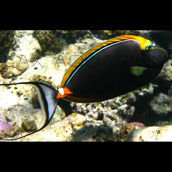 Adult Naso Tang