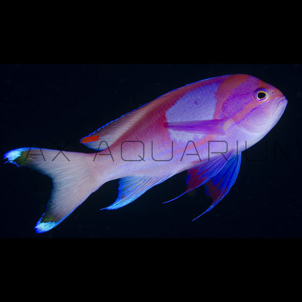 Pink Square Spot Anthia