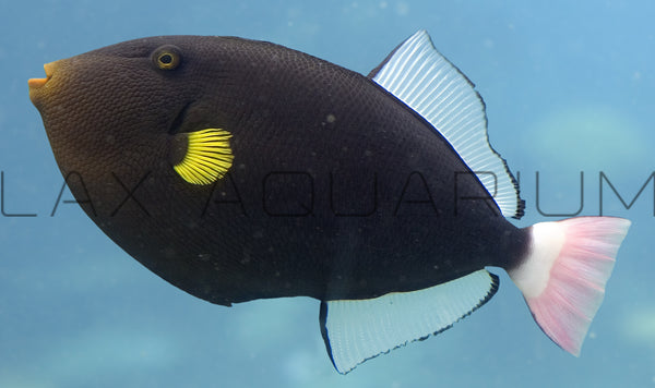 Detail photo for Pink Tail Trigger