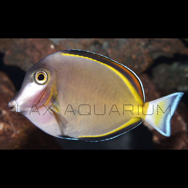 Powder Brown Tang