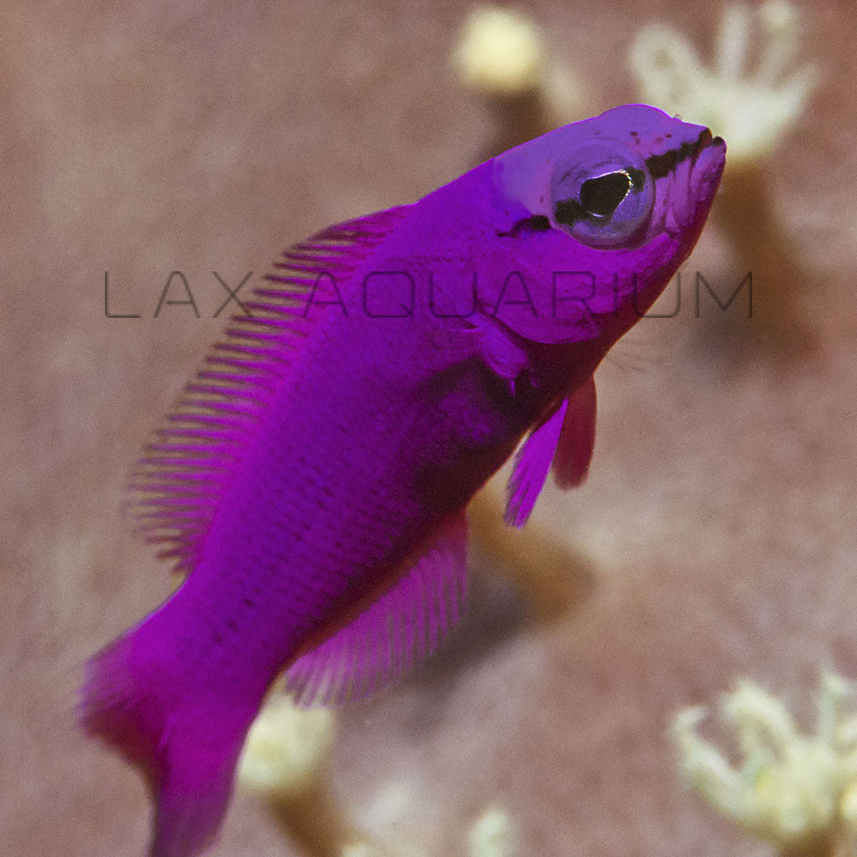 Purple Pseudochromis