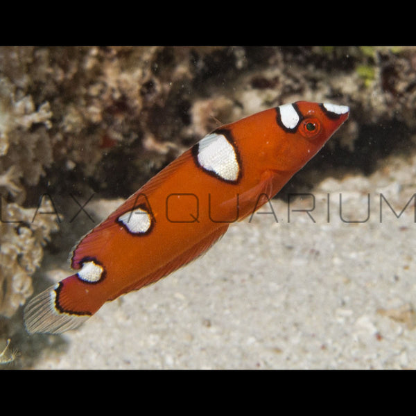 Red Coris Wrasse