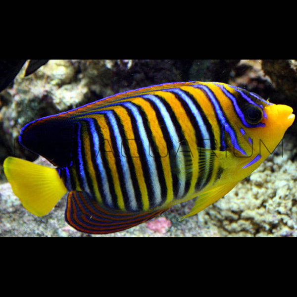 Regal Angelfish