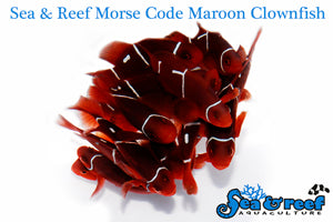 Detail photo for Morse Code Maroon Clownfish