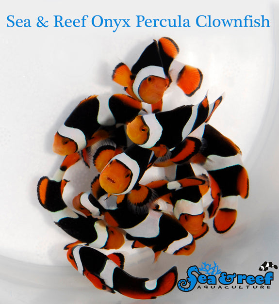 Detail photo for Onyx (C-Quest line) Clownfish