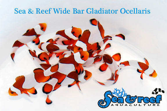 Detail photo for Wide Bar Gladiator Clownfish