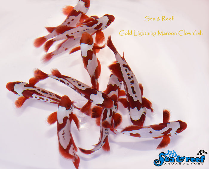 The best Gold Lightning Maroon Clownfish for sale LAXAquarium