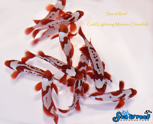 Detail photo for Gold Lightning Maroon Clownfish