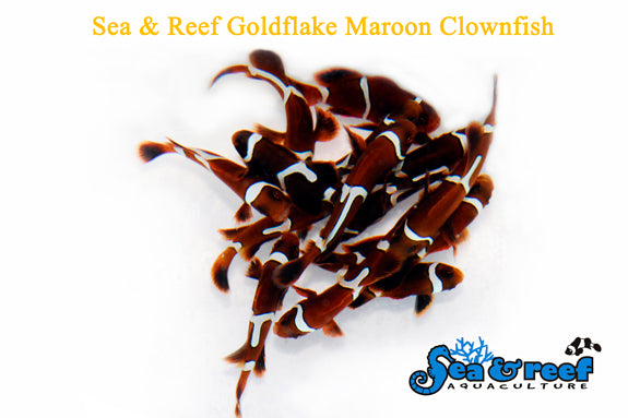 Detail photo for Goldflake Maroon Clownfish